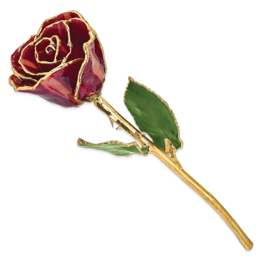 24k Gold Plated Trim Abracadabra Rose