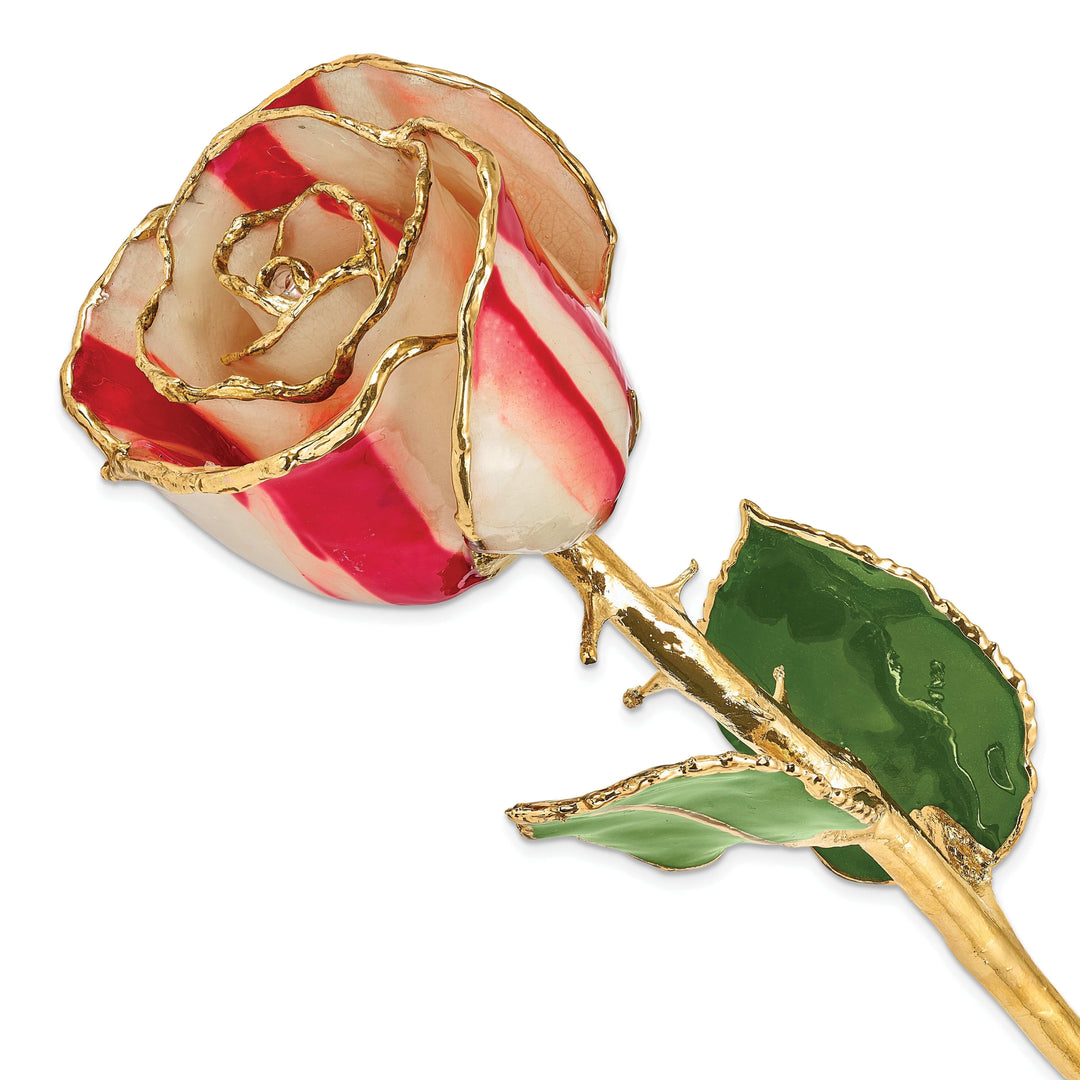 Lovely Rita's Trimmed Rose 24k Gold Plated Trim Peppermint Rose