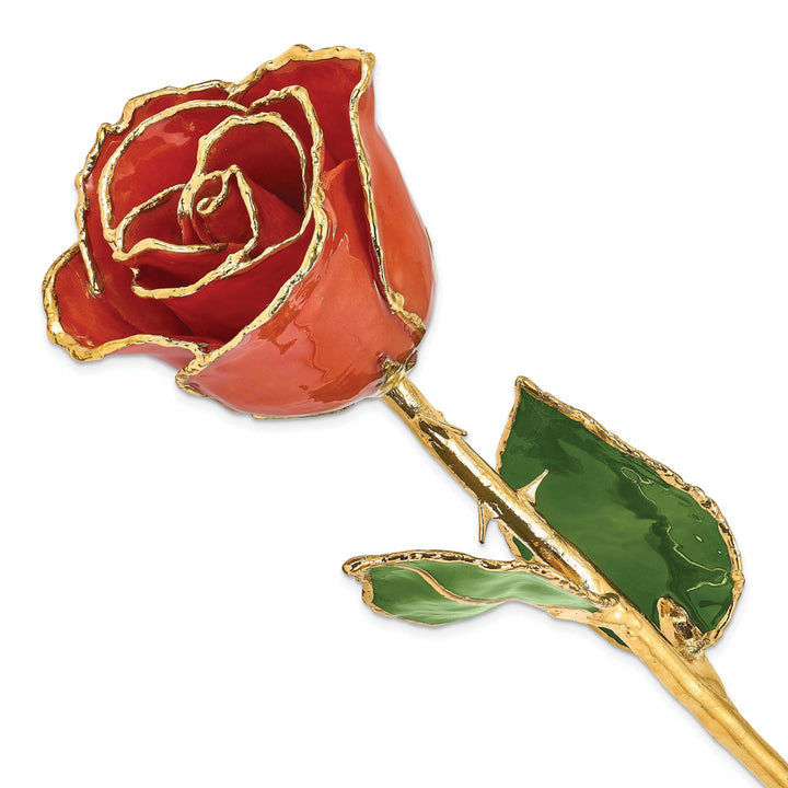 Lovely Rita's Trimmed Rose 24k Gold Plated Trim Sonia Pearl Rose