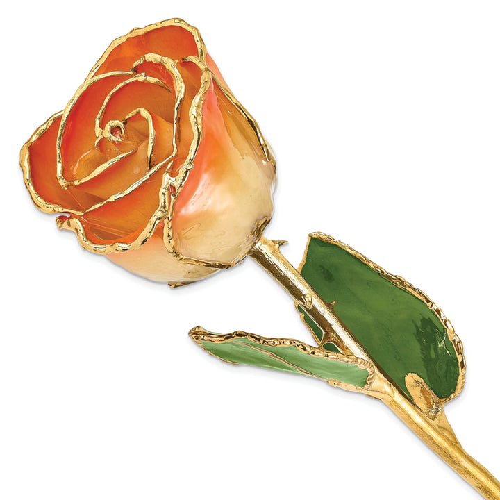Lovely Rita's Trimmed Rose 24k Gold Plated Trim White and Orange Rose